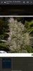 Screenshot_20220606-123337_Chrome.jpg