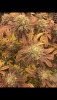 5C4B0CB9-5B2A-410C-89ED-ACA604133760.png