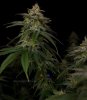 grow-with-medicgrow-smart8-spacementgrown-day42-16.jpg