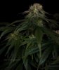 grow-with-medicgrow-smart8-spacementgrown-day42-19.jpg