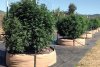 flora-jar-plant-potted-plant-pottery-vase-patio-flagstone-conifer-tree.jpg