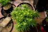 first-grow-20220610-1064.jpg