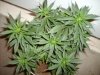 Permafrost (Bushess Maximuss)-Day 14 of Flowering.jpg