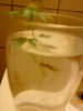 DSC00034.jpg
