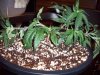 banana OG 038.jpg