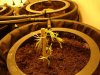Sick plant.jpg Sick plant.jpg
