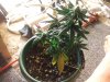 DSCF7968.jpg