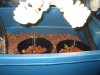 DSCF0959 [HDTV (1080)].jpg