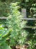 100_2151.jpg