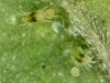 Mites01.jpg