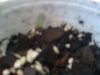 FIRST SPROUT EVER 002.jpg FIRST SPROUT EVER 002.jpg