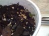 FIRST SPROUT EVER 003.jpg FIRST SPROUT EVER 003.jpg