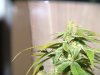 Flushing for Harvest; First Grow 127.jpg