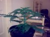 08052009277.jpg