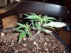 banana OG 039.jpg