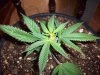 banana OG 041.jpg