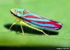 invasion-of-the-leafhoppers-figure-1.jpg
