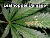leafhoppers-cannabis.jpg