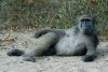c571a7af1a130f2f91b2fe7ddfeef89c--funny-animal-pics-animal-humor.jpg