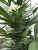 7.05.22_bud.jpg