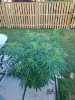 20220710_071836.jpg 20220710_071836.jpg