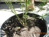 Plants 008.jpg