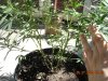 Plants 010.jpg