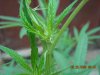Plants 015.jpg