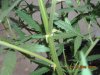 Plants 016.jpg
