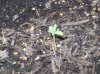 grow 002.jpg