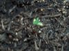 grow 003.jpg