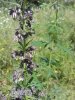 20160526_010915.jpg 20160526_010915.jpg