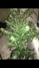 5D693E03-7509-4379-9D73-BAB1736F0CC6.png