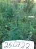 20160605_065304.jpg 20160605_065304.jpg