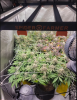 Just started week 7 and the buds are looking beautiful. They smell absolutely delicious and th...png Just started week 7 and the buds are looking beautiful. They smell absolutely delicious and th...png