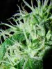 closeup04.jpg closeup04.jpg