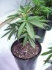 Lemon Kush 1.jpg