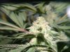 First Grow Week 6 Day 6 033.jpg