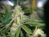 First Grow Week 6 Day 6 052.jpg