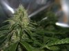 First Grow Week 6 Day 6 056.jpg
