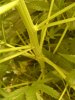 DSC01185.jpg