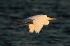 17 Aug egret-12.jpg
