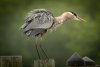 17 Aug heron-6.jpg