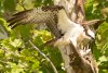 17 Aug osprey-08.jpg