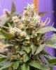 TwoBud 8-20.jpg