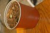 robosasquatch-albums-day-1-picture73989-day-1-plant-1.jpg