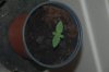 robosasquatch-albums-day-5-picture73987-day5-plant-1.jpg