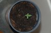 robosasquatch-albums-day-5-picture73988-day5-plant-2.jpg