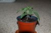 robosasquatch-albums-day-11-picture73985-day11-plant-1.jpg