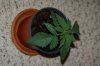 robosasquatch-albums-day-11-picture73986-day11-plant-1.jpg